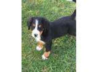 Bernese Mountain Dog Puppy for sale in Chesapeake, OH, USA