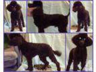 Mutt Puppy for sale in TILLAMOOK, OR, USA