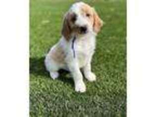 Goldendoodle Puppy for sale in Hertford, NC, USA