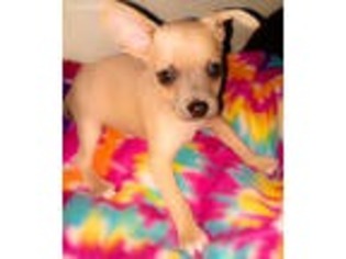 Chihuahua Puppy for sale in Wilmington, DE, USA