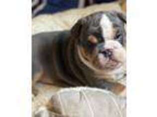 Bulldog Puppy for sale in Pownal, VT, USA