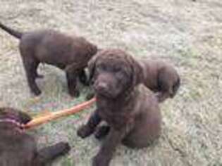 Chesapeake Bay Retriever Puppy for sale in Columbus, MS, USA