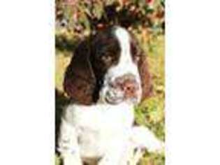 English Springer Spaniel Puppy for sale in Great Falls, MT, USA
