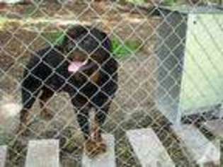 Rottweiler Puppy for sale in LAND O LAKES, FL, USA