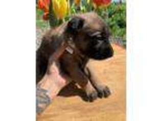 Belgian Malinois Puppy for sale in Port Townsend, WA, USA