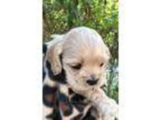 Cocker Spaniel Puppy for sale in Caldwell, ID, USA
