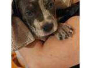 Mutt Puppy for sale in Corbett, OR, USA