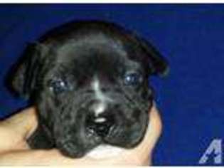 Staffordshire Bull Terrier Puppy for sale in WILKES BARRE, PA, USA