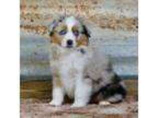 Miniature Australian Shepherd Puppy for sale in Stephenville, TX, USA
