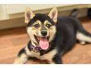 Shiba Inu Puppy for sale in Gilbert, AZ, USA