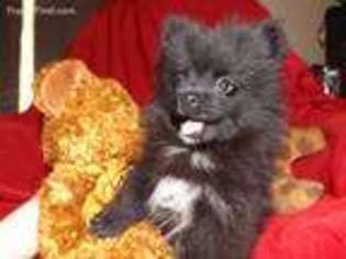 Pomeranian Puppy for sale in Albertville, AL, USA