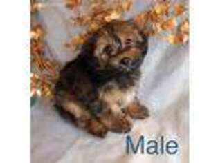 Yorkshire Terrier Puppy for sale in Greenville, MI, USA