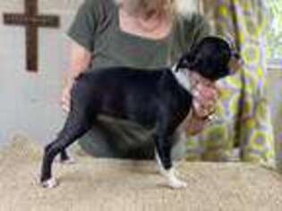 Boston Terrier Puppy for sale in Willard, MO, USA
