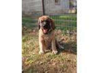 Mastiff Puppy for sale in Austin, MN, USA