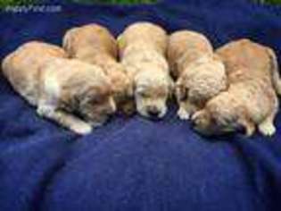 Goldendoodle Puppy for sale in Bradley, SC, USA