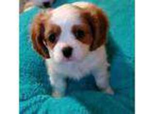 Cavalier King Charles Spaniel Puppy for sale in Blair, OK, USA