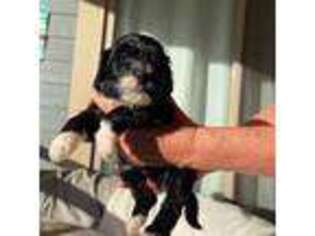 Portuguese Water Dog Puppy for sale in Haiku, HI, USA