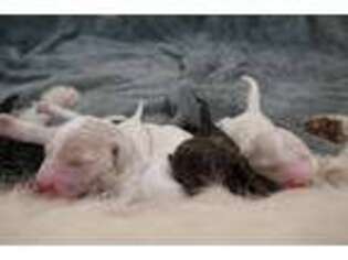 Labradoodle Puppy for sale in Anaconda, MT, USA