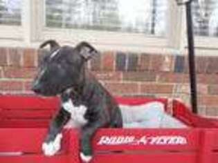 Bull Terrier Puppy for sale in Toccoa, GA, USA