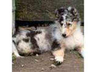 Collie Puppy for sale in Vienna, OH, USA