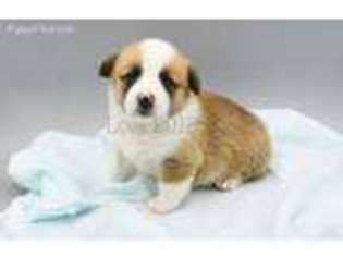 Pembroke Welsh Corgi Puppy for sale in Grafton, OH, USA