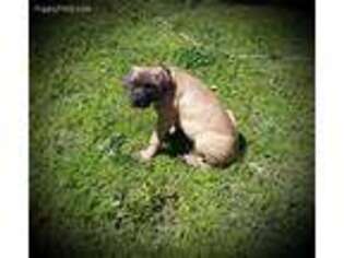 Mastiff Puppy for sale in Idabel, OK, USA