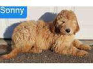 Goldendoodle Puppy for sale in Wonewoc, WI, USA
