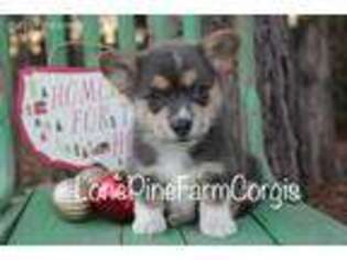 Pembroke Welsh Corgi Puppy for sale in Vanzant, MO, USA