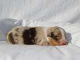 Australian Shepherd Puppy for sale in Burlington, NC, USA