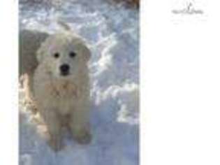 Great Pyrenees Puppy for sale in Spokane, WA, USA