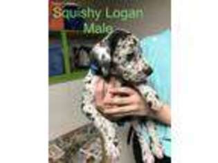 Great Dane Puppy for sale in Moline, IL, USA