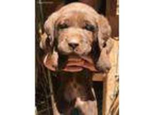 Labrador Retriever Puppy for sale in Olalla, WA, USA
