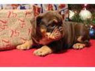 Bulldog Puppy for sale in Stockton, MO, USA