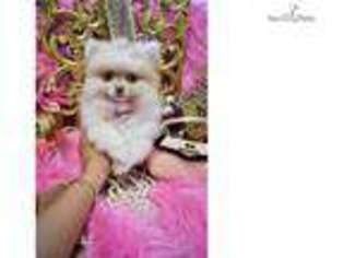 Pomeranian Puppy for sale in Fort Lauderdale, FL, USA