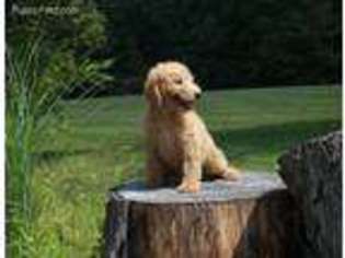 Labradoodle Puppy for sale in Rushville, IN, USA