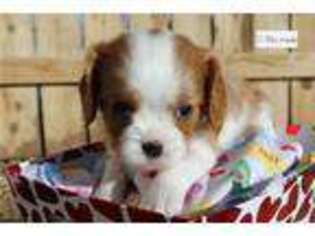Cavalier King Charles Spaniel Puppy for sale in Pueblo, CO, USA