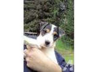 Jack Russell Terrier Puppy for sale in HILLSBORO, OR, USA
