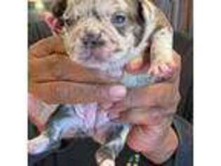 French Bulldog Puppy for sale in Fairburn, GA, USA