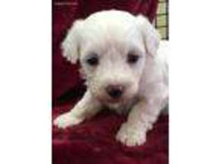 Bichon Frise Puppy for sale in Sunbury, PA, USA