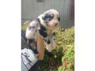 Australian Shepherd Puppy for sale in Gaffney, SC, USA