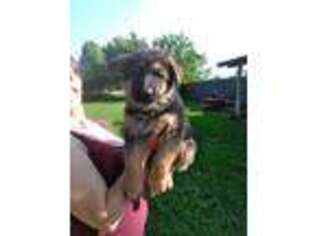 German Shepherd Dog Puppy for sale in Versailles, MO, USA