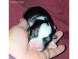 Pembroke Welsh Corgi Puppy for sale in Oak Harbor, WA, USA