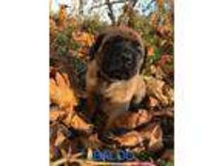 Mastiff Puppy for sale in Junction City, OR, USA