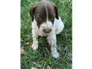 German Shorthaired Pointer Puppy for sale in Bellevue, ID, USA