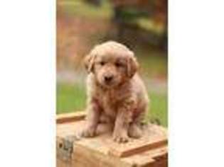 Mutt Puppy for sale in Killbuck, OH, USA