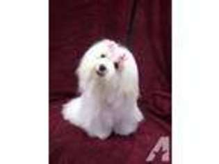 Maltese Puppy for sale in HOWELL, MI, USA