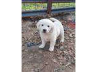 Mutt Puppy for sale in Kingsbury, TX, USA