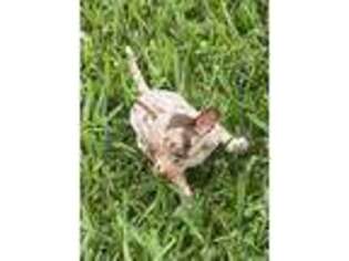 Chihuahua Puppy for sale in Ruskin, FL, USA
