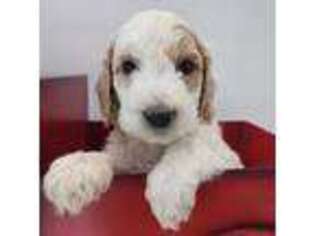 Labradoodle Puppy for sale in Galt, MO, USA