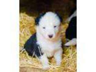 Siberian Husky Puppy for sale in Woodland Park, CO, USA